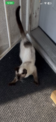 Lost Male Cat last seen Near S. Magnolia Ave. Rialto, Ca. 92376, Rialto, CA 92376