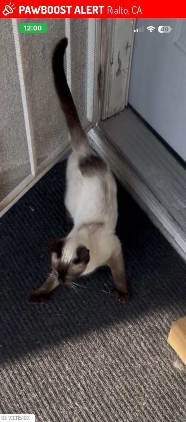 Lost Male Cat last seen Near S. Magnolia Ave. Rialto, Ca. 92376, Rialto, CA 92376