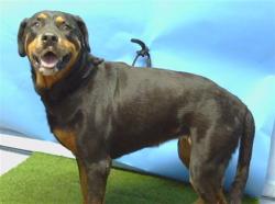 Shelter Stray Female Dog last seen , 216 W Victoria St, Gardena, CA 90248, USA
