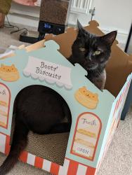 Reunited Male Cat last seen Long Park Drive, Woolwell, England PL6 7QG