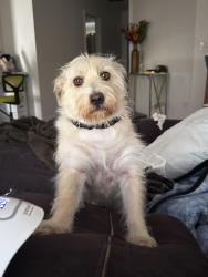 Lost Male Dog last seen Near baylor dr, rock hill, sc, Rock Hill, SC 29732