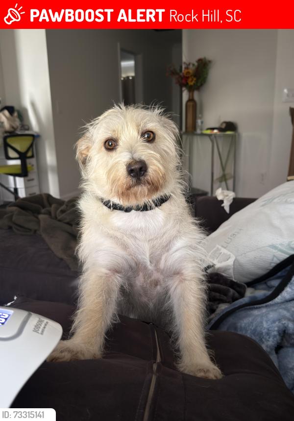 Lost Male Dog last seen Near baylor dr, rock hill, sc, Rock Hill, SC 29732