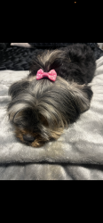 Reunited Female Dog last seen West hatch and vivian, Modesto, CA 95358