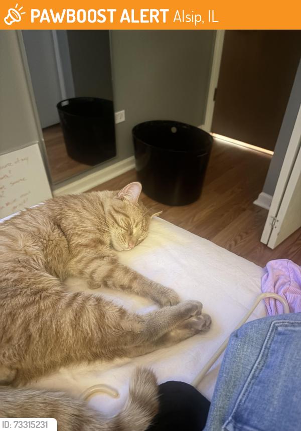 Found/Stray Male Cat last seen Red Shoe Billiards, Alsip, IL 60803