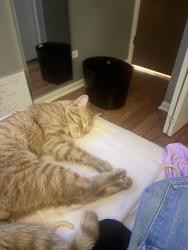 Found/Stray Male Cat last seen Red Shoe Billiards, Alsip, IL 60803