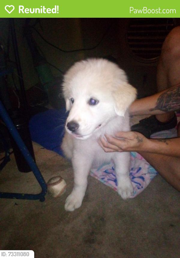Reunited Male Dog last seen 84th Way and Main, Mesa, AZ 85208