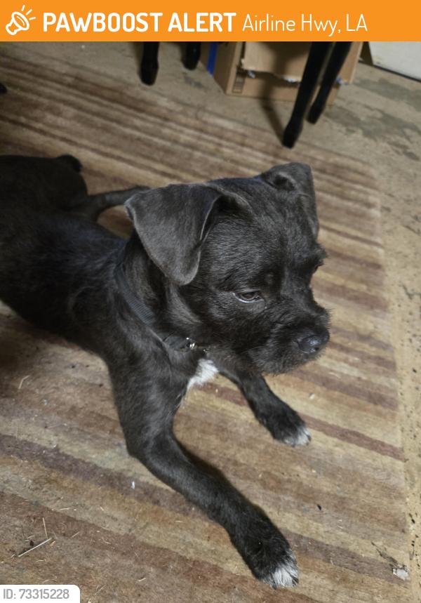 Found/Stray Female Dog last seen Mistletoe, Palm St and Airline Hwy, Airline Hwy, LA 70774