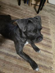 Found/Stray Female Dog last seen Mistletoe, Palm St and Airline Hwy, Airline Hwy, LA 70774
