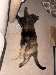 Reunited Female Cat last seen Manuel Ct, off of Azores circle, Bay Point, CA 94565