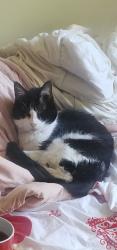 Reunited Female Cat last seen 1500, 42st, vernon,bc, Vernon, BC V1T 7H2