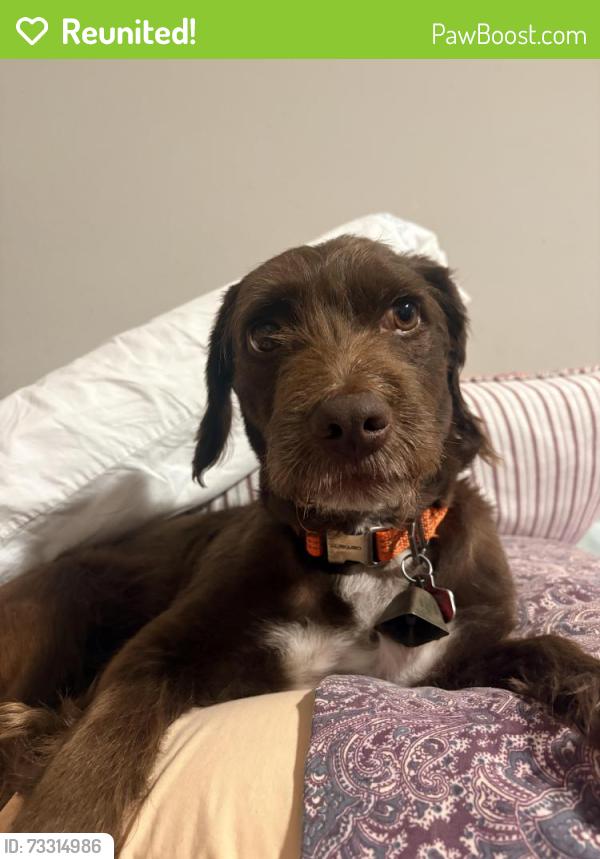 Reunited Male Dog last seen Cairnleigh dr, Houston Texas (glencairn neighborhood), Houston, TX 77084