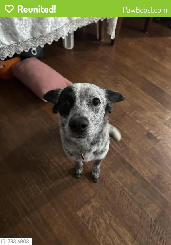 Reunited Female Dog last seen Cairnleigh dr, Houston tx, Houston, TX 77084