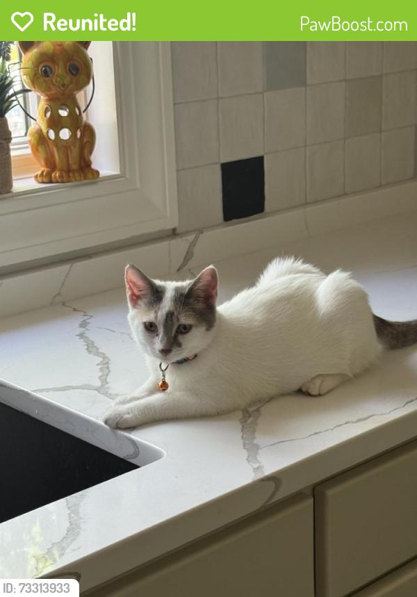 Reunited Female Cat last seen Near Oakmont St, Overland Park, KS 66221, USA, Overland Park, KS 66221