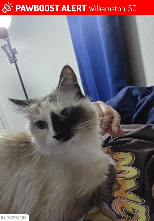 Lost Female Cat last seen Parkview apmt complex, Williamston, SC 29697