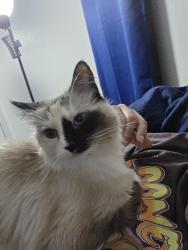 Lost Female Cat last seen Parkview apmt complex, Williamston, SC 29697