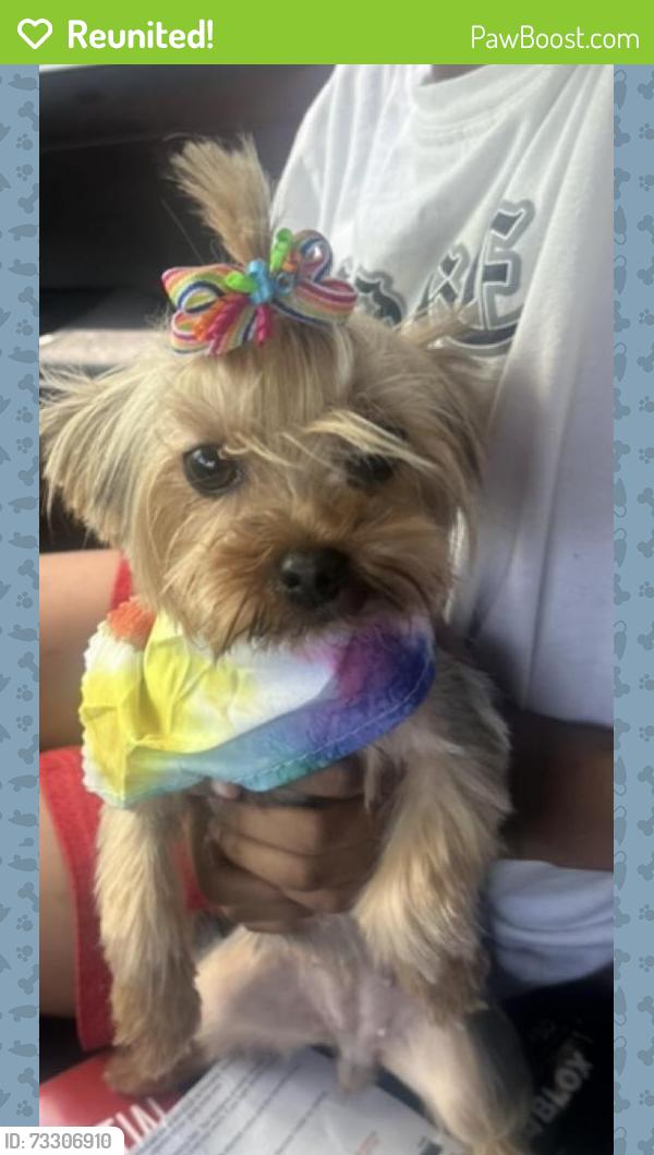 Reunited Female Dog last seen Malapart road, Lafayette, LA 70507
