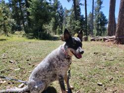 Lost Female Dog last seen Milton Henry and alina baltazar, El Paso, TX 79932