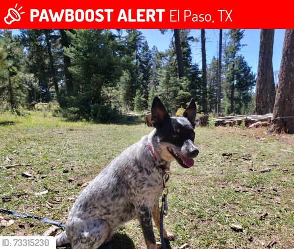 Lost Female Dog last seen Milton Henry and alina baltazar, El Paso, TX 79932