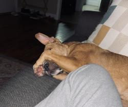 Reunited Male Dog last seen Around Odom Drive, Fayetteville, NC 28304