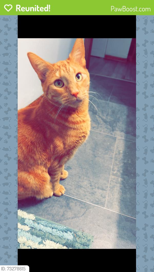 Reunited Male Cat last seen Lake side, Highland, IN 46322