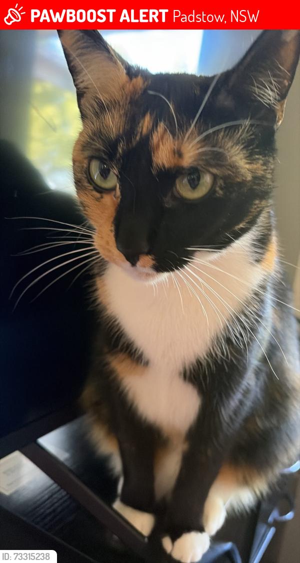 Lost Female Cat last seen Gibson avenue, Padstow, NSW 2211