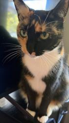 Lost Female Cat last seen Gibson avenue, Padstow, NSW 2211