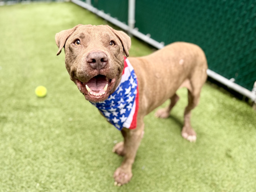 Shelter Stray Male Dog last seen Apt 12B,705 Gerard Crescent, BRONX, NY, 10451, 326 E 110th St, New York, NY 10029, USA