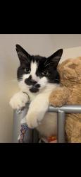 Lost Male Cat last seen Wigan, Ince-in-Makerfield, England 