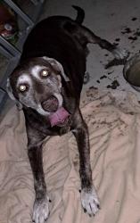 Reunited Female Dog last seen Bermuda and cactus, Enterprise, NV 89183