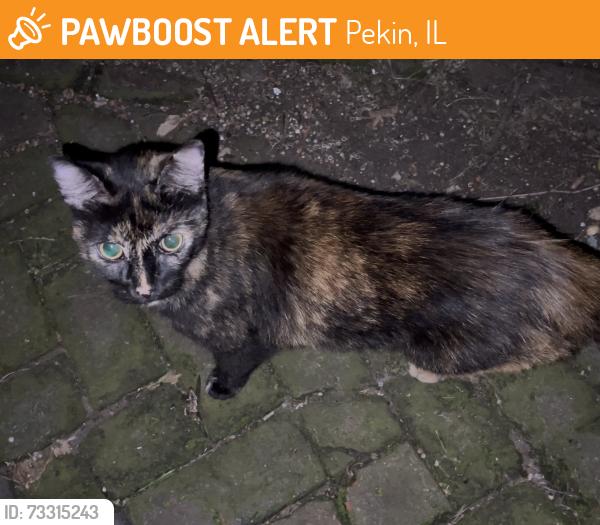 Found/Stray Unknown Cat last seen Washington Street, Pekin, IL 61554