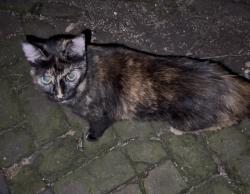 Found/Stray Unknown Cat last seen Washington Street, Pekin, IL 61554
