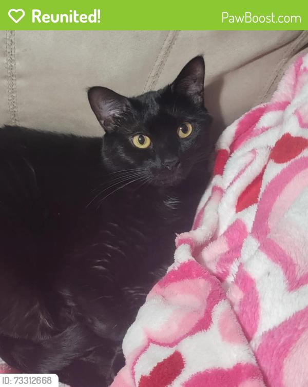 Reunited Male Cat last seen Nisqually pines, Yelm, WA 98597