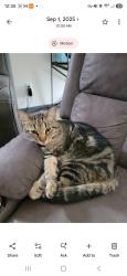 Reunited Male Cat last seen Cobblestone Loop. South of 19th st. East of hwy 6. Across from USDA pasture. West of FT. Lincoln School., Mandan, ND 58554