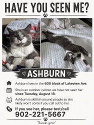 Lost Female Cat last seen Near Lakeview Ave, Middle Sackville, NS B4E 3B8