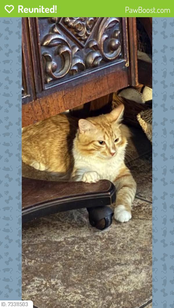 Reunited Male Cat last seen SW 35th St, Ocala, FL 34471, USA, Ocala, FL 34471