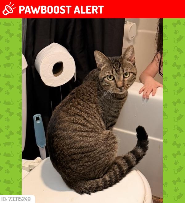 Lost Male Cat last seen Near taylorsville rd Washington crossing, Washington Crossing, PA 18977