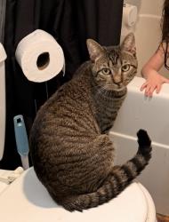 Lost Male Cat last seen Near taylorsville rd Washington crossing, Washington Crossing, PA 18977