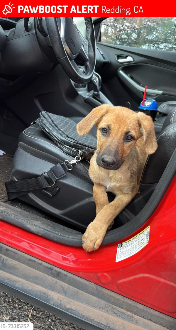 Lost Female Dog last seen C st, Redding, CA 96002