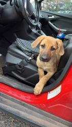 Lost Female Dog last seen C st, Redding, CA 96002
