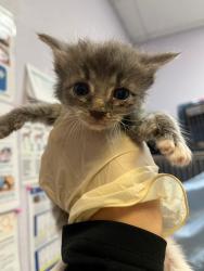 Shelter Stray Male Cat last seen Bexar County, 3353 Morningside Dr, New Braunfels, TX 78132, USA