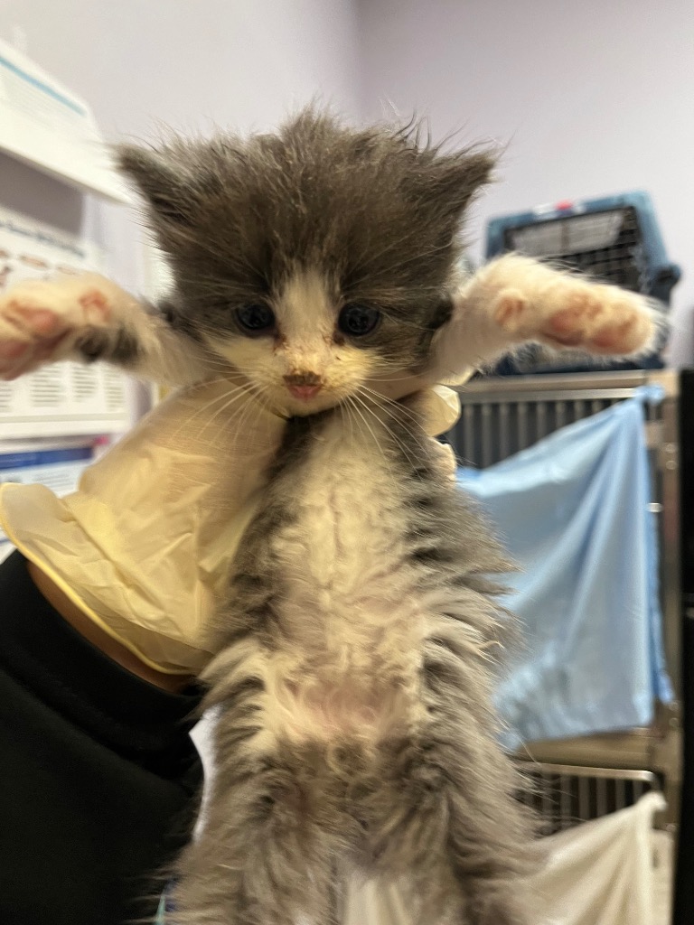 Shelter Stray Female Cat last seen Bexar County, 3353 Morningside Dr, New Braunfels, TX 78132, USA