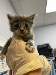 Shelter Stray Male Cat last seen Bexar County, 3353 Morningside Dr, New Braunfels, TX 78132, USA