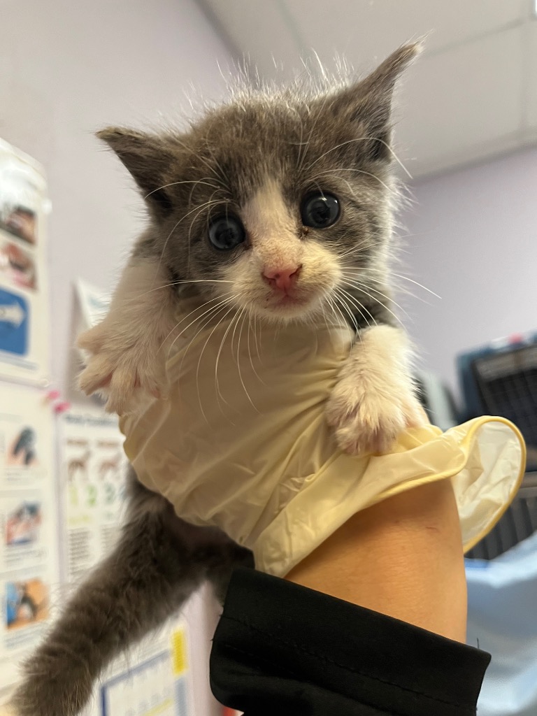 Shelter Stray Female Cat last seen Bexar County, 3353 Morningside Dr, New Braunfels, TX 78132, USA