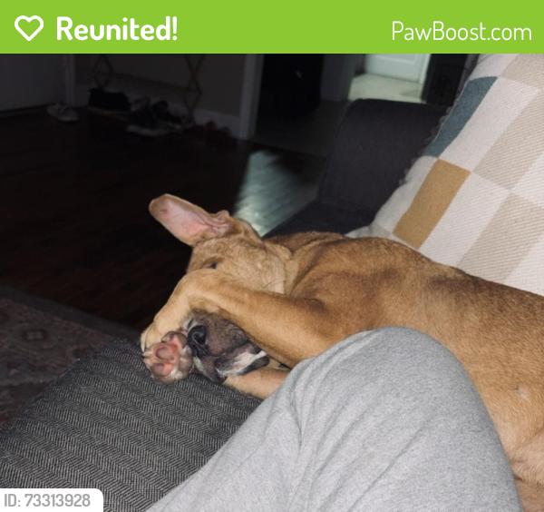 Reunited Male Dog last seen Around Odom Drive, Fayetteville, NC 28304