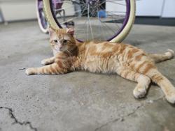 Lost Male Cat last seen 186th and Promise, Noblesville, IN 46060