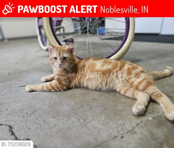 Lost Male Cat last seen 186th and Promise, Noblesville, IN 46060