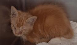 Shelter Stray Male Cat last seen Near BLOCK OILDALE DR, BAKERSFIELD CA 93308, 3951 Fruitvale Ave, Bakersfield, CA 93308, USA