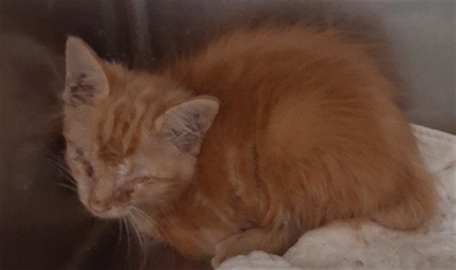 Shelter Stray Male Cat last seen Near BLOCK OILDALE DR, BAKERSFIELD CA 93308, 3951 Fruitvale Ave, Bakersfield, CA 93308, USA