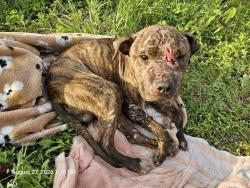 Shelter Stray Male Dog last seen RIVER ROAD, 19640 Dogpatch Ln, Land O' Lakes, FL 34638, USA