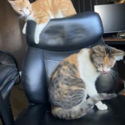 Lost Female Cat last seen Renfro and Jenkins, Bakersfield, CA 93314